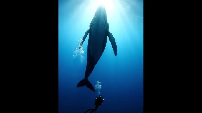 野花视频看片免费 - 深蓝星球：探索海洋深处的未知世界